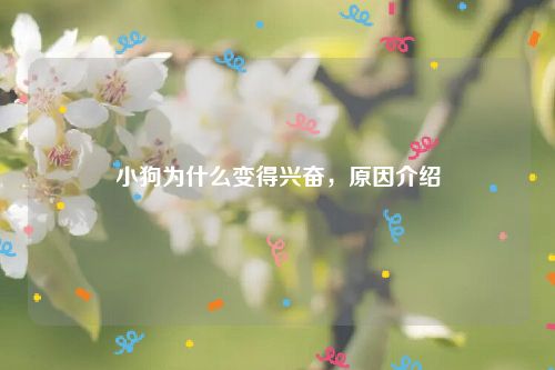 小狗为什么变得兴奋，原因介绍