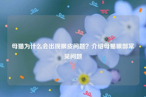 母猫为什么会出现眼皮问题？介绍母猫眼部常见问题