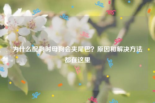 为什么配狗时母狗会夹尾巴？原因和解决方法都在这里