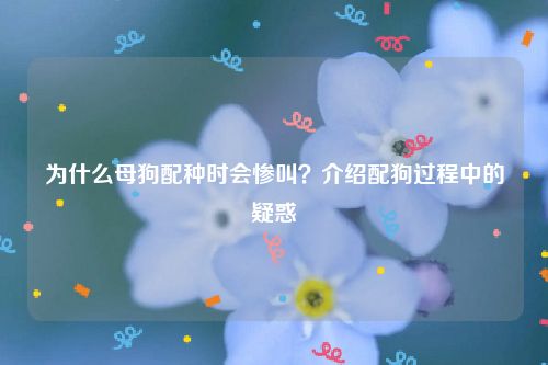 为什么母狗配种时会惨叫？介绍配狗过程中的疑惑